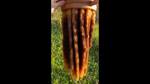 Was ist mit den Bienen passiert? 🐝 💨
