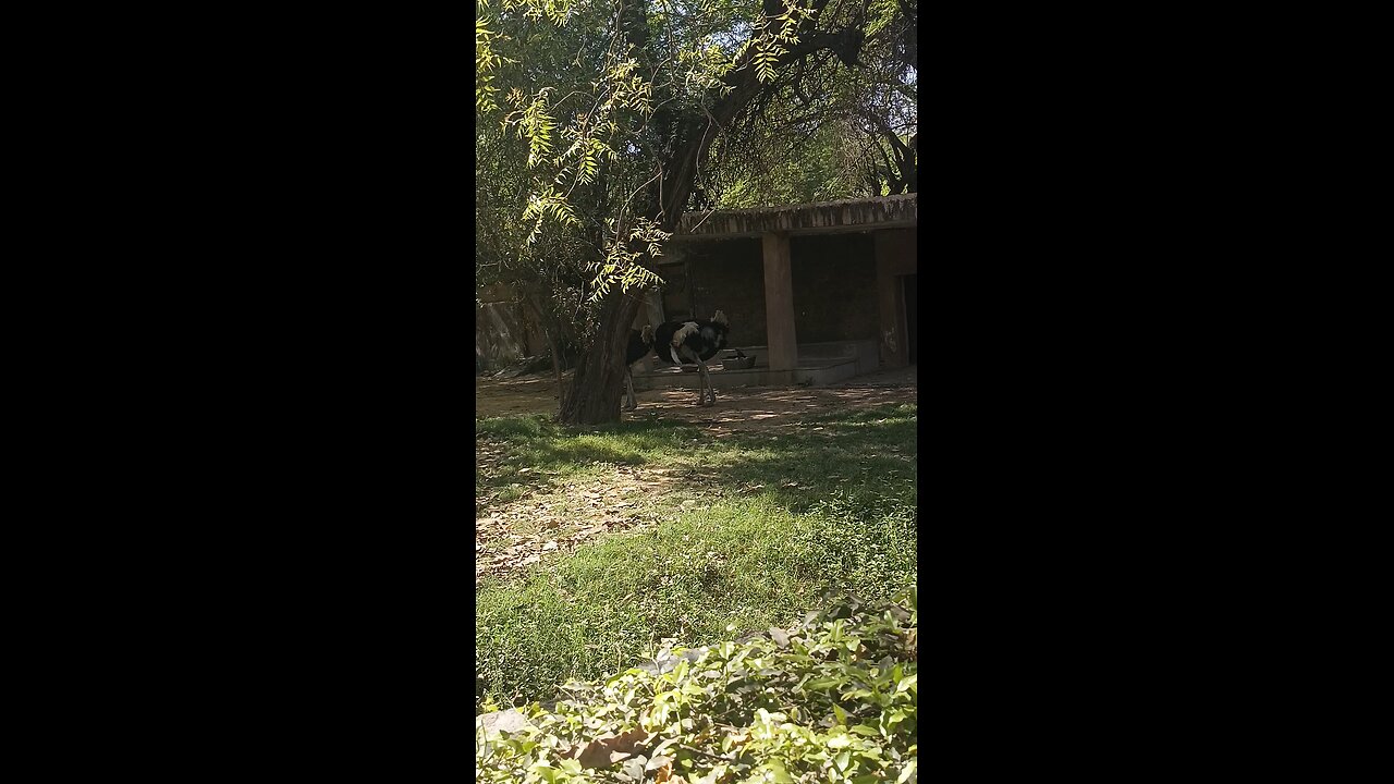 ostrich delhi zoological park