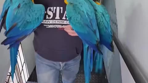 This man rescued the poor abandoned baby parrots and then this happened