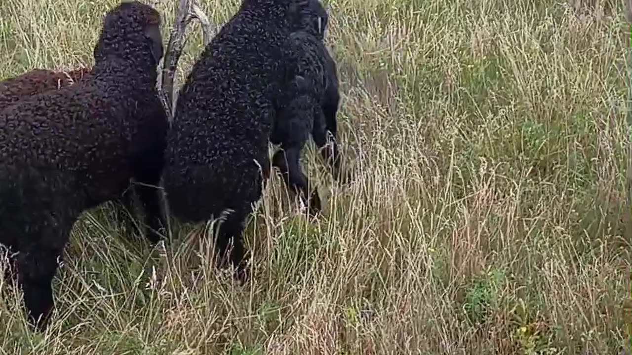 Музыка для души