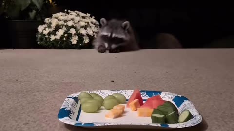 🤯✨ Watch This Clever Raccoon Pretend To Ignore Food! | FeedMyCuriosity