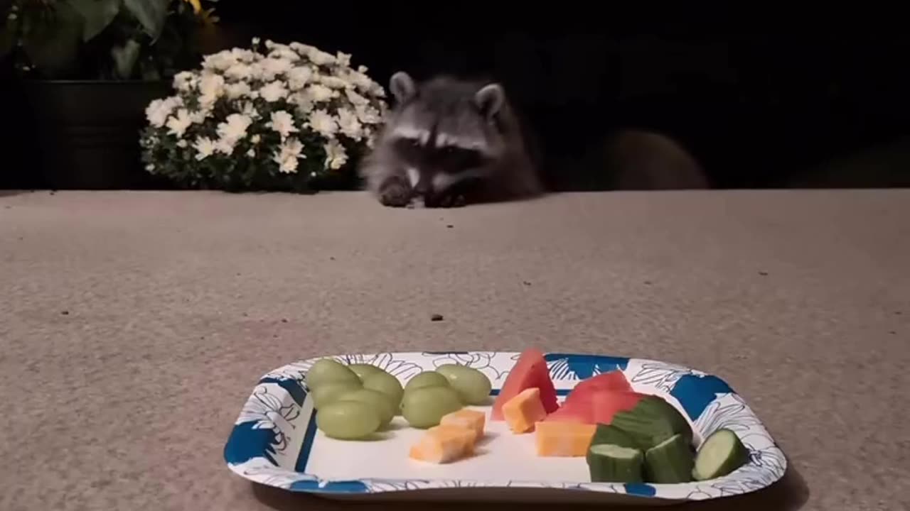 🤯✨ Watch This Clever Raccoon Pretend To Ignore Food! | FeedMyCuriosity