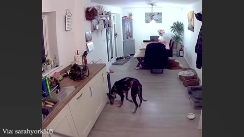 millions are laughing their heads off at the funniest animals videos of 2025