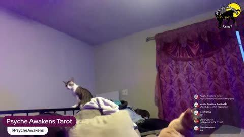 06/19/25 Psyche Awakens VOD: "Last Chance Ooen Panel Tarot and Cats"