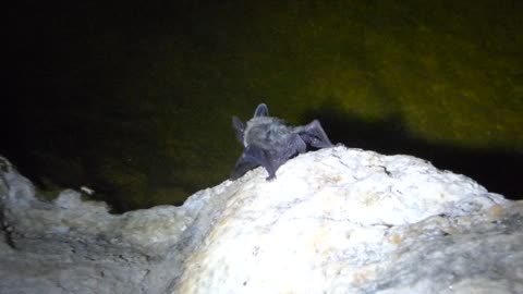 Bat near pond again, could possibly be rabid