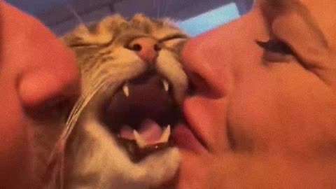 Funny cats. Catlovers