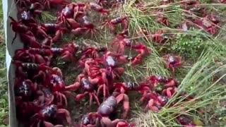 Tens of millions of red crabs are migrating across Christmas Island, Australia