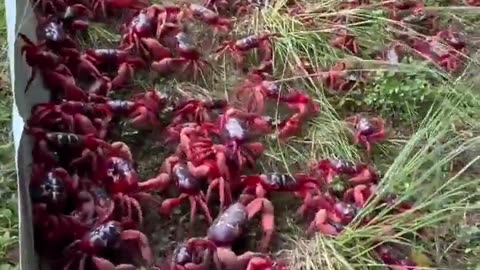 Tens of millions of red crabs are migrating across Christmas Island, Australia