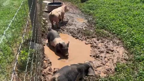 Pigs