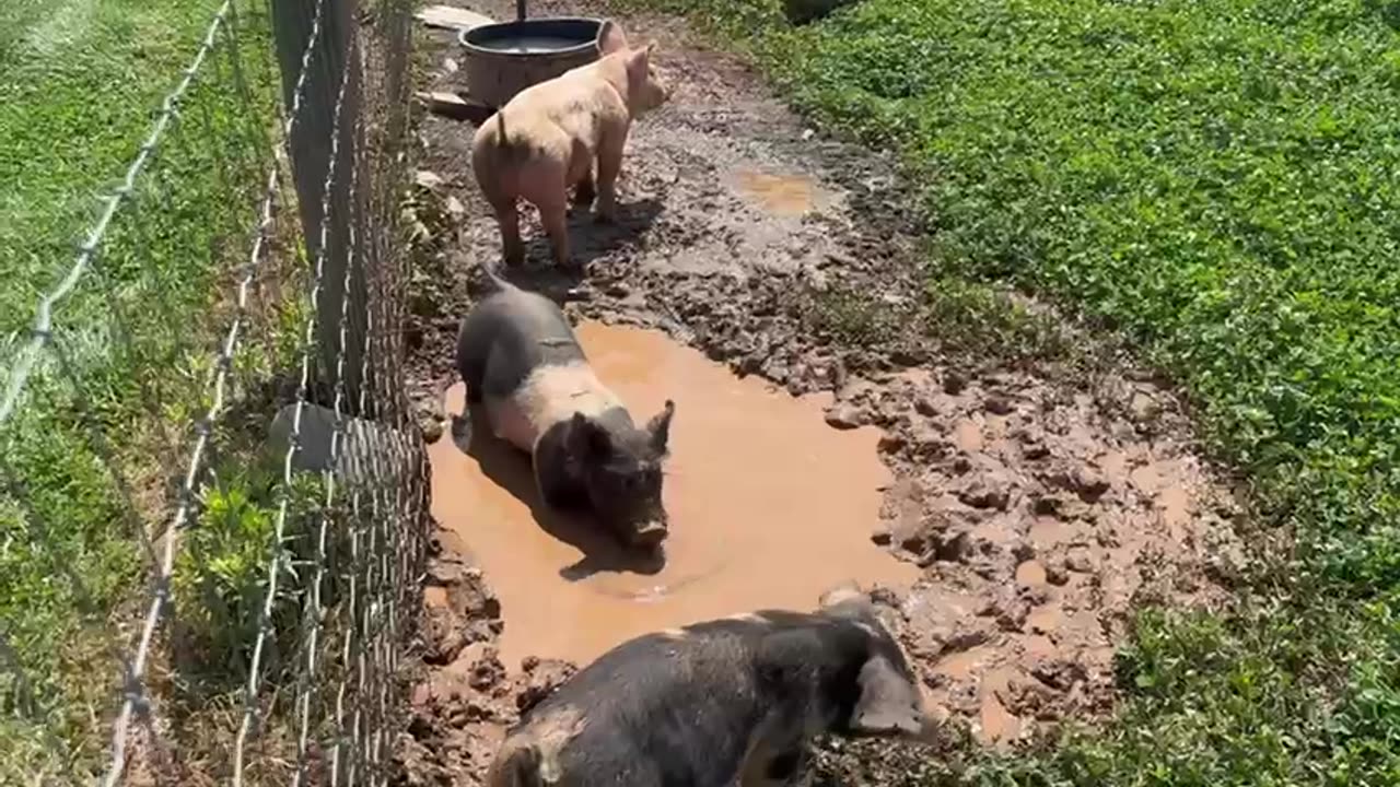 Pigs