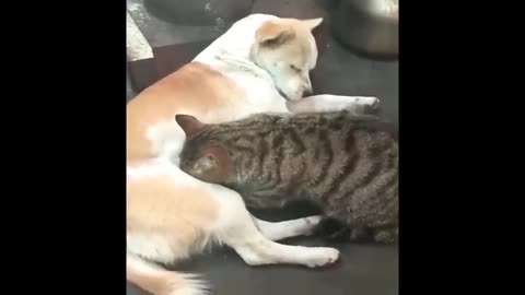 Funny Animals Compilation 🐶🐱😂 | Try Not to Laugh!