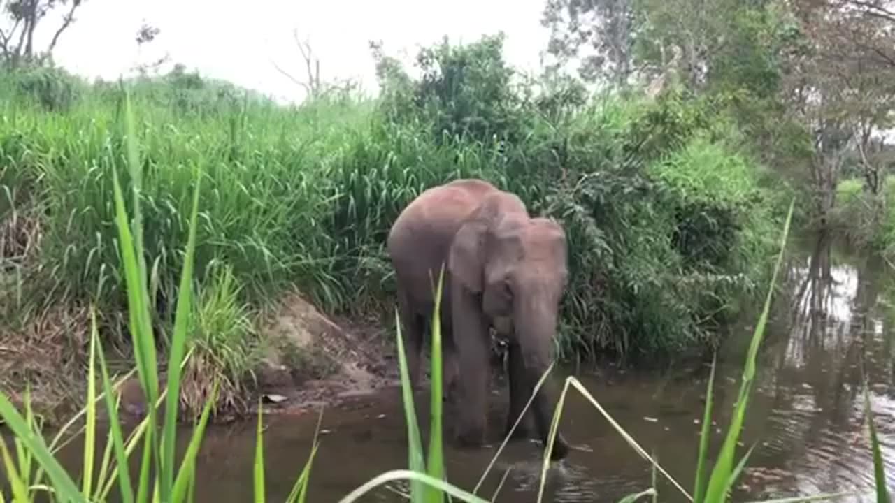 Elephant Drinking Water in Forest