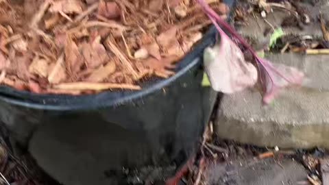 How to PLant a flower or Tree