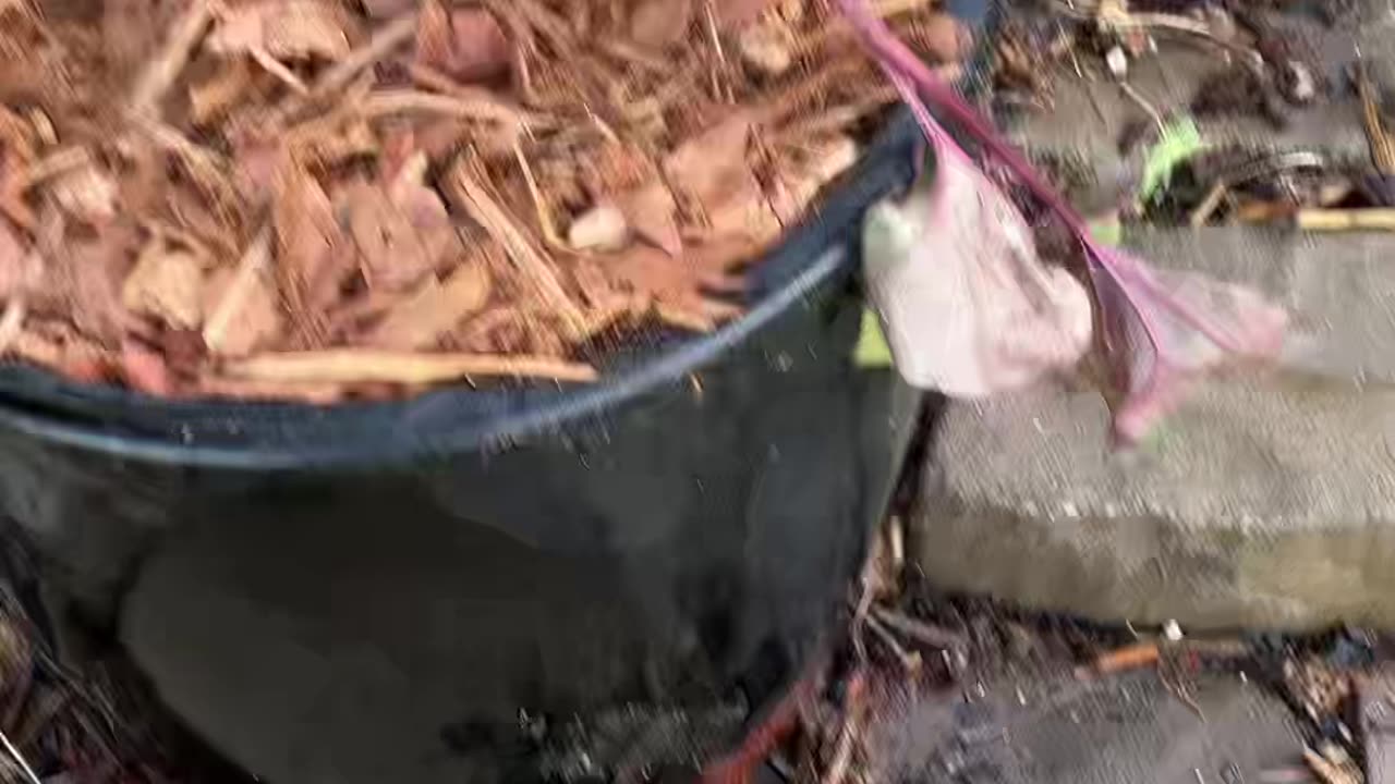 How to PLant a flower or Tree