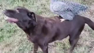 Chicken riding dog