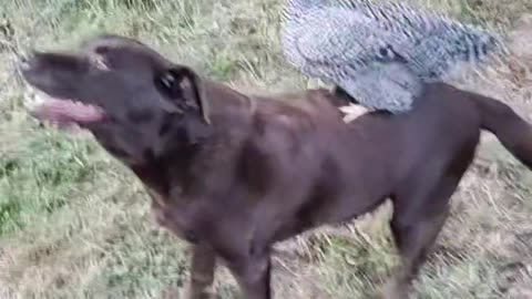 Chicken riding dog