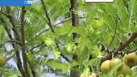 Benefits of Amla in Hindi