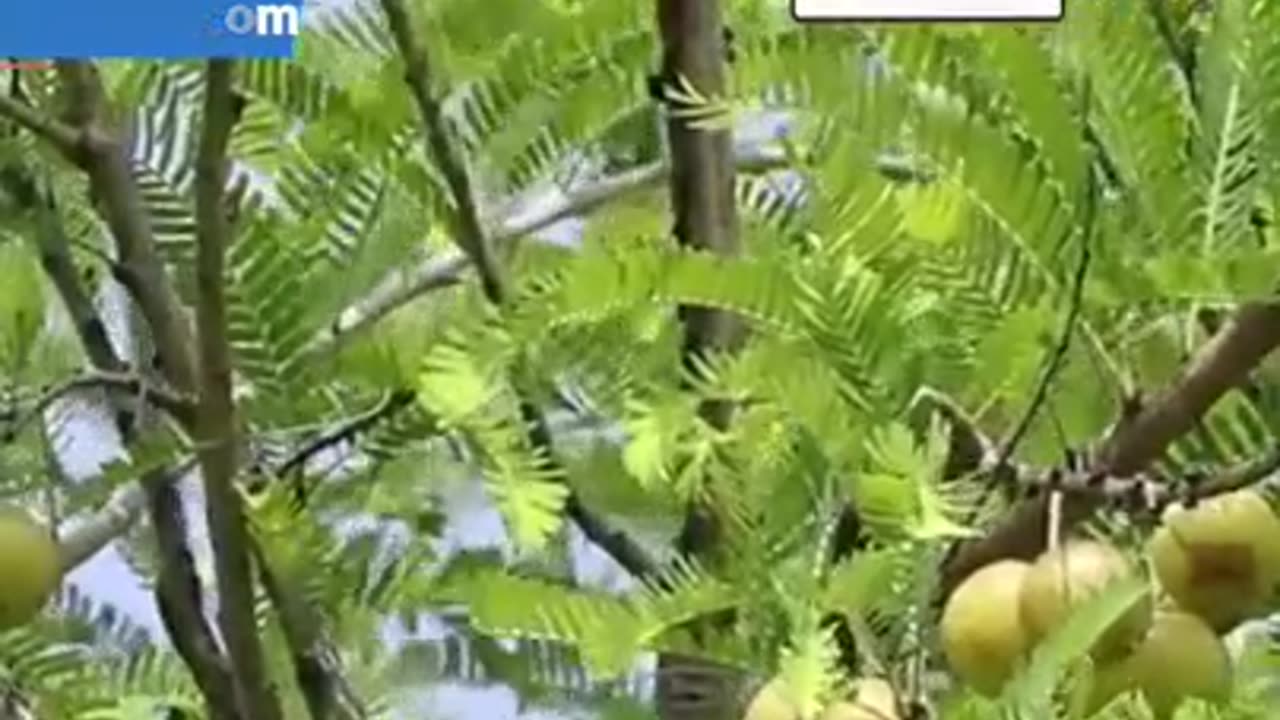 Benefits of Amla in Hindi