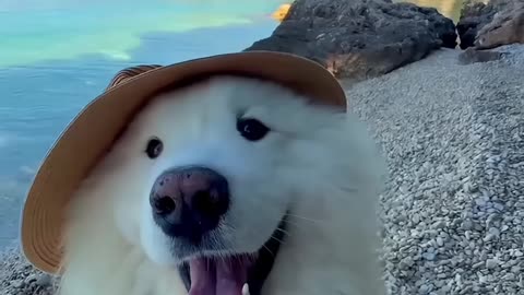 Transition to Summer ☀️🏝️🍦 Do you like my hat? 🥹 #summer #transition #selfie #travel #dog #beach