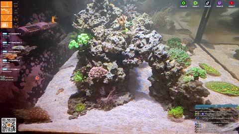 24/7 Real Live Reef Stream