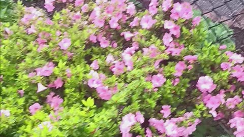 Spring colors