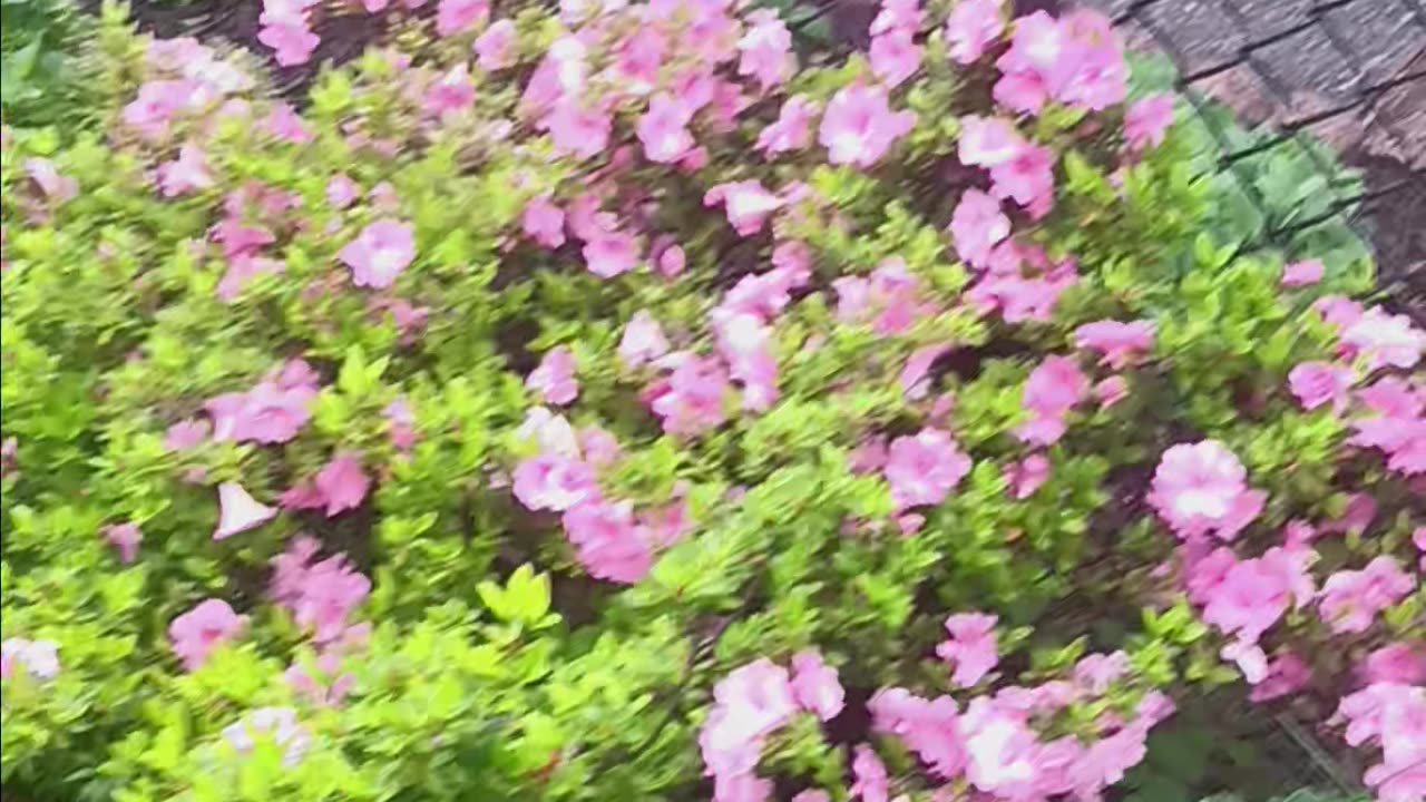 Spring colors