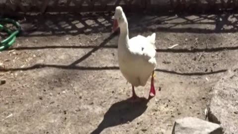goose