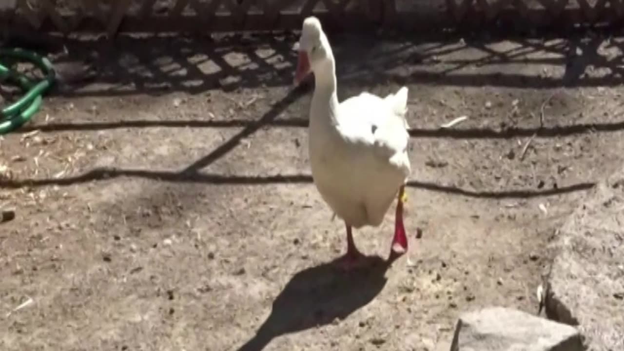 goose