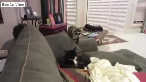 "Cat vs. Stuffed Raccoon – Ultimate Funny Animal Compilation!"