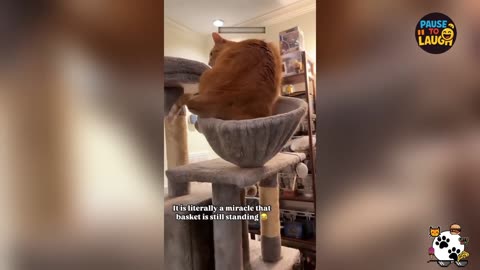 Funniest Cats of 2025! 😹 Try Not to Laugh at These Hilarious Felines!