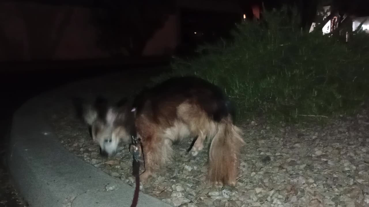 Villanova Kiko ChaCha Paco VID_20250825_195757455