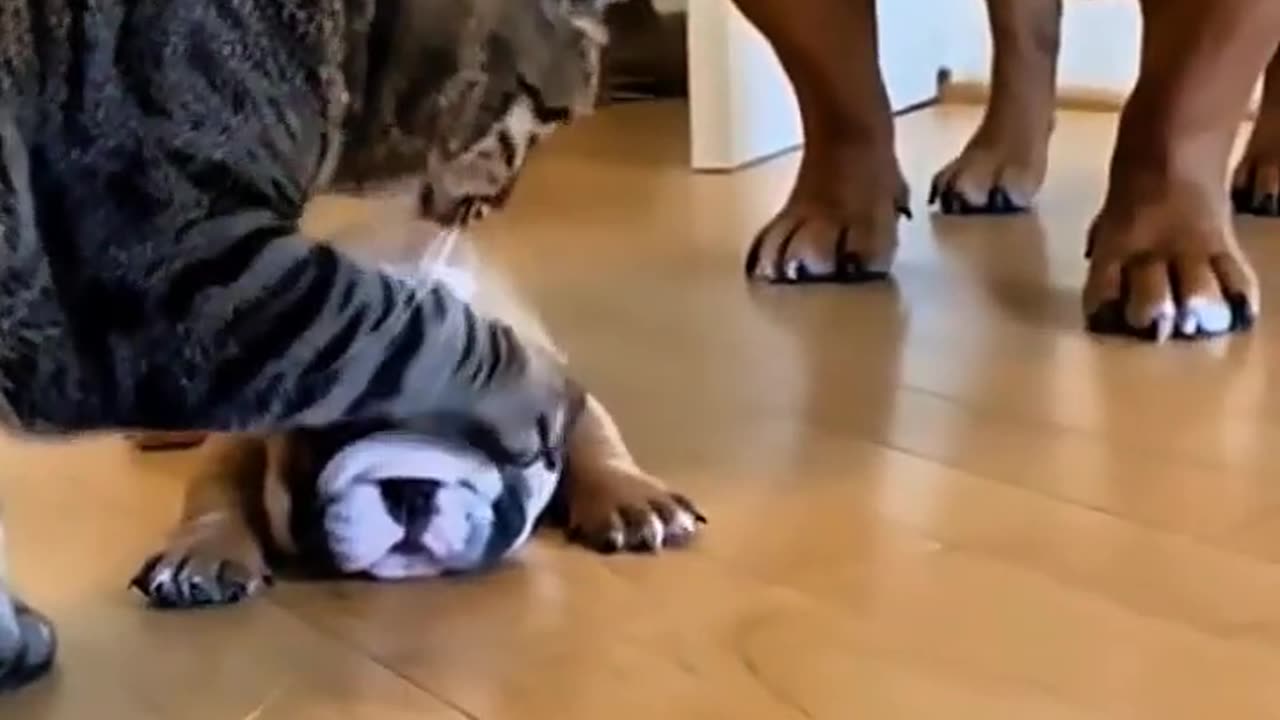 Daddy dog 🐶 be carful cati funny 🤣 video