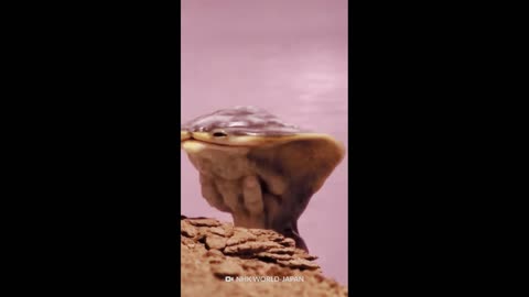 Human Curiosity and Space Exploration | Exploration of Life on Exoplanets - Fact Factory