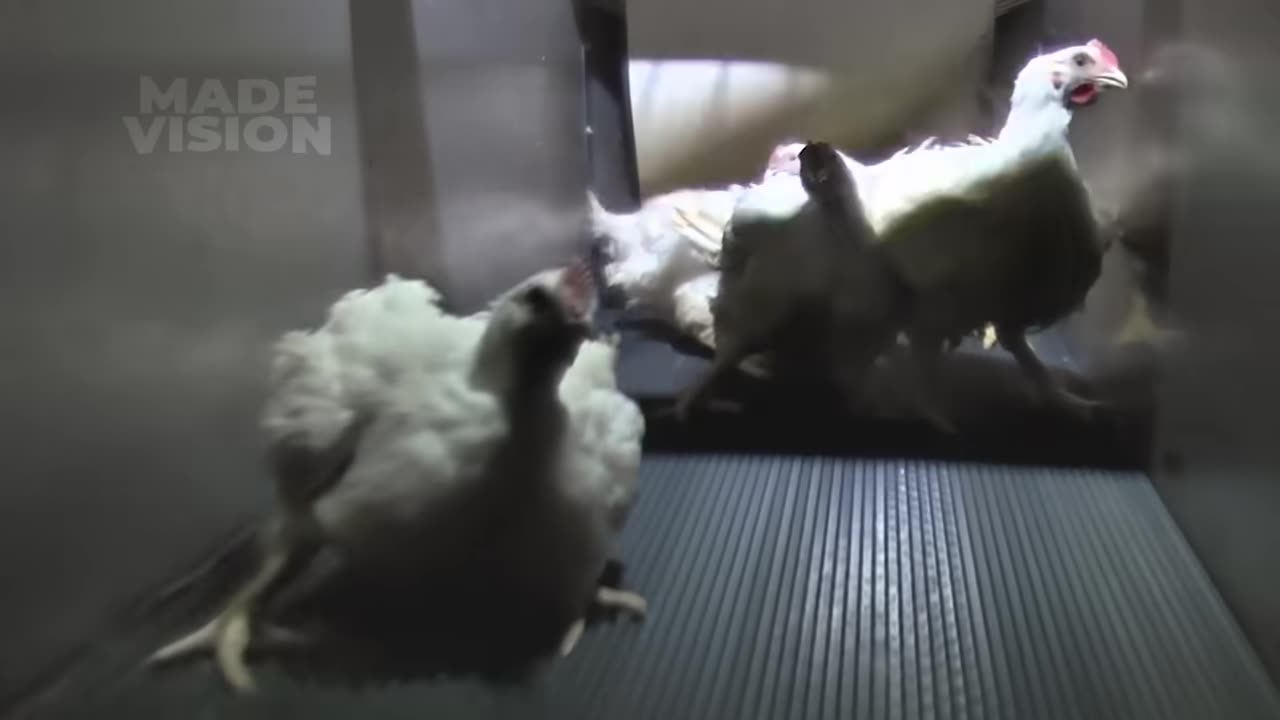 How KFC Chicken Is Made In Factory & Restaurant