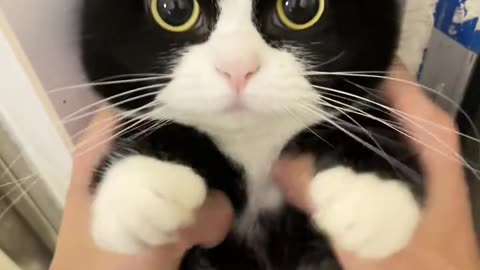 Cute cat 😺 qq