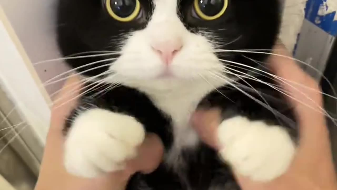 Cute cat 😺 qq