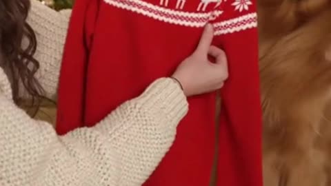 🐶🎁🧣 My Dog Got a Christmas Sweater… His Reaction Is Priceless 😂🎄