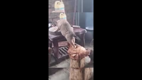 funny animal video