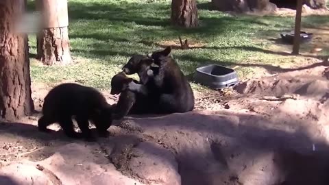 Get Ready to Laugh Out Loud with These Hilarious Animal Videos!