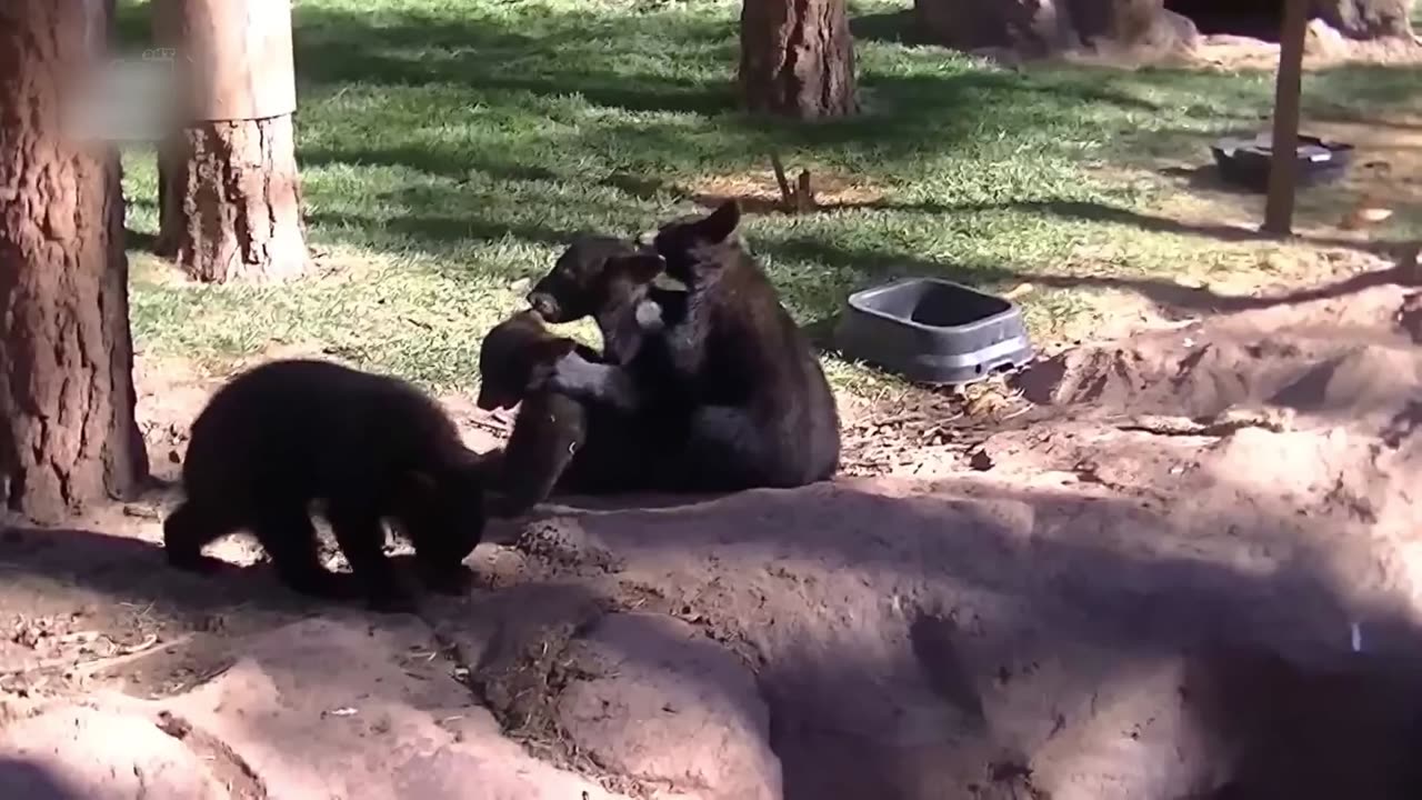 Get Ready to Laugh Out Loud with These Hilarious Animal Videos!