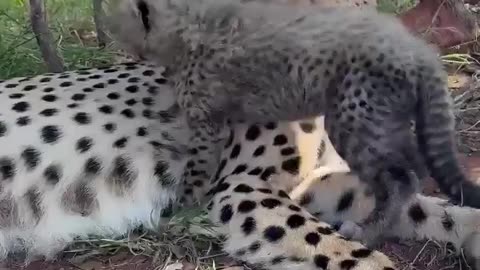 Precious moments with the fast and loving mommy cheetah