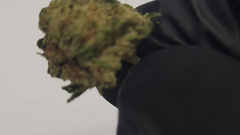 Archive Runtz THCA Flower
