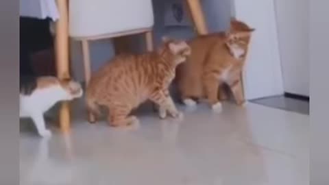 Funny videos 🤣 of pets animals 😂