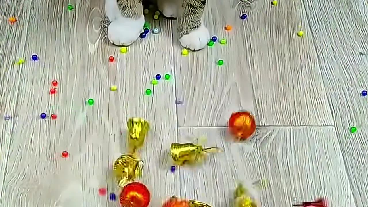 Cat Barsik Beads ๐งก๐
