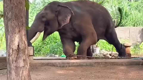 thechikottukavdevidhasan