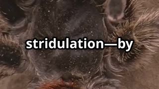 🕷️ Goliath Birdeater Meet the World’s Largest Spider 🪵💪