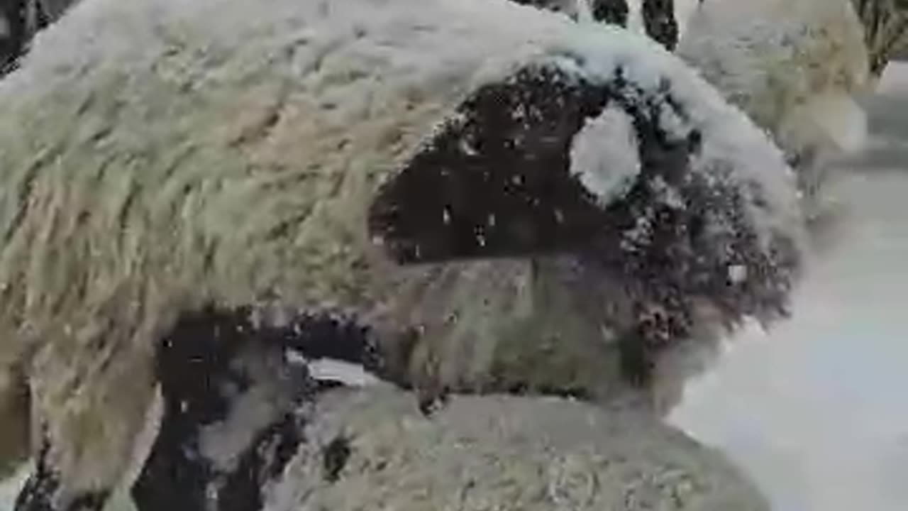 A snowy day in the mountains with sheep.
