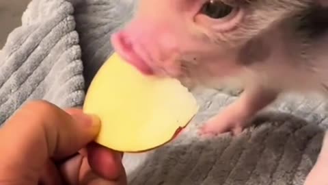 everybody needs a pet pig