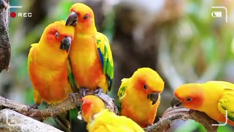"Amazing Animals of the Wild 🐾 | Incredible Wildlife Moments Around the World"
