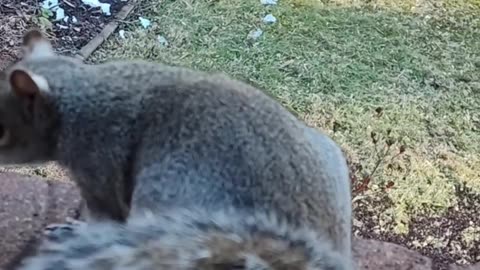 Mika The Squirrel is a lucky squirrel